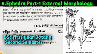 Ephedra Part1  Ephedra External Morphology  BSc first year Botany Second Semester [upl. by Norven]