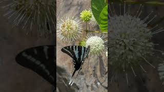 Buttonbush A Maryland Native Shrub for Pollinators [upl. by Nylear772]