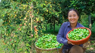 Harvesting Oleaster Fruit Goes to Countryside Market Sell  Free farm life Cooking Gardening Farm [upl. by Eremahs]