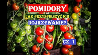 POMIDORY  JAK SKUTECZNIE PRZYSPIESZYĆ ICH DOJRZEWANIE cz 1 [upl. by Soisatsana504]