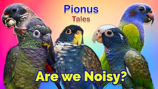 Complete Guide to Pionus Parrot General Behaviour [upl. by Sivie]