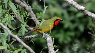 Gorgeous Bushshrike calling in the open [upl. by Lyndsay]