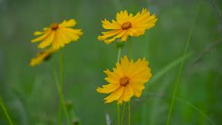 Coreopsis Lanceolata  Lanceleaf Coreopsis  Lanceleaf Tickseed  LanceLeaved Coreopsis Plant [upl. by Erdrich867]