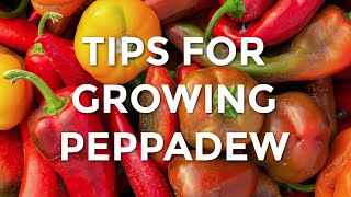 Tips For Growing Peppadew  How To Grow Peppadews [upl. by Abernon]