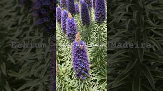 Echium  Star of Madeira Echium fastuosum  syn Echium candicans echium flowers [upl. by Terrill]