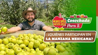 CAPÍTULO 1  ¿QUIÉNES PARTICIPAN EN LA MANZANA MEXICANA [upl. by Sardse]