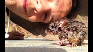 Man Saves Lizard And Mouse From Drowning And Makes Two New Friend [upl. by Naejeillib]