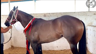 La Africana 🆚 El Coronel carrera en 300 Varas en Hipico de La Laguna Carreron [upl. by Einitsed884]