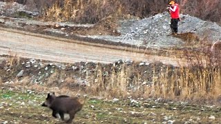 Sazlık Ve Dere Kenarında Aksiyon Dolu Domuz Avı  ActionPacked Wild boar hunt [upl. by Oicanata994]