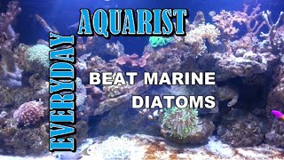 How To Kill Marine Aquarium Brown Algae amp Diatoms [upl. by Anayik]