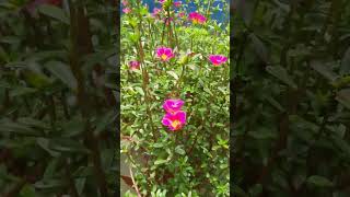 Portulaca Grandiflora Plant  Moss Rose patturose garden plantas shorts houseplants [upl. by Ellehciram752]