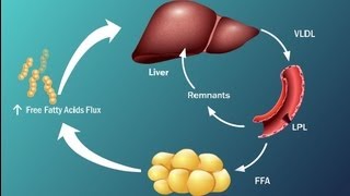 Fatty Acids and Disease in Type 2 Diabetes [upl. by Ainala]