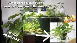 Como tener plantas en tu acuario sin luz ni sustrato Plantas de tierra en tu acuario potos [upl. by Meilen]