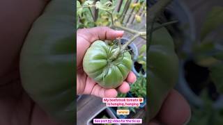 A huge beefsteak tomato 🍅garden growyourownfood food vegitables nature plants fun soothing [upl. by Oiciruam]