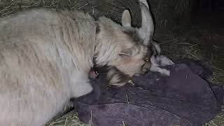 Splot the pygmy goat has triplets April 2024 [upl. by Naitsihc]