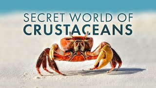 Secret World of Crustaceans [upl. by Mandelbaum890]