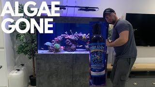 HOW TO KILL ALGAE  DIATOMS in your reef aquarium using VIBRANT [upl. by Navaj511]