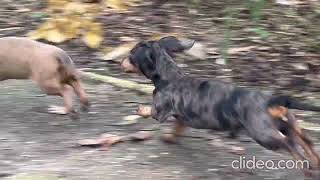 5 jan 2024 dwergteckel pups korthaar blue merle piebald isabella creme hoogmaatheidekennelcom [upl. by Attemaj]