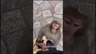 Funny dabbing monkey mama amp biscuits shorts funny dabbingvideo [upl. by Nitsa185]