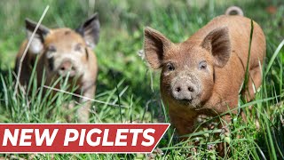 Raising PIGS for BEGINNERS InDepth Guide [upl. by Ainesy]