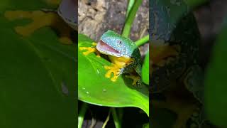 IS THIS THE MOST BEAUTIFUL FROG IN THE WORLD Fringed Leaf Frog Feeding shorts [upl. by Naujaj3]