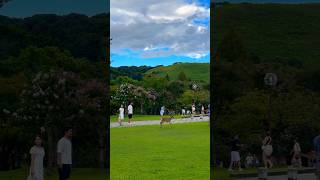 若草山と花と芝生が綺麗な奈良公園🦌💐🌱 [upl. by Natam]