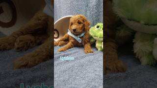 Red Goldendoodle Puppy 🐶 [upl. by Bohon]