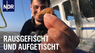 Fischereihafen Cuxhaven Täglich frischer Fisch  Die Nordreportage  NDR Doku [upl. by Luke664]