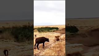 HeartPounding Lion Ambush on Adorable Buffalo Caught on Camera [upl. by Frerichs]