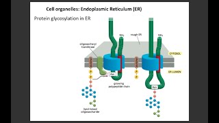 Lecture 3 Protein glycosylation in ER [upl. by Annawd]