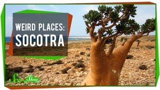 Weird Places Socotra [upl. by Aciria]