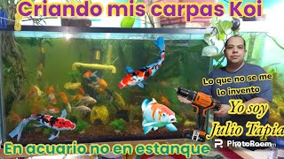 Criando carpas koi en acuario o pecera y no en estanque [upl. by Ainoloppa608]