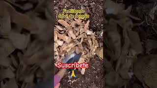 Fertilizando con cáscaras de papashortsyoutube fertilizantenatural arbolesfrutales [upl. by Elianore824]