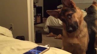 My German Shepherd Howling and doing head tilts [upl. by Errol]