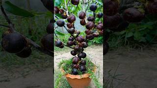 How To Growing Mangosteen Fruit To Mangosteen Tree has a lot of fruits [upl. by Zaraf]