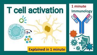 T cell activation explained in 1 minute  immunology in 1 minute [upl. by Servetnick]