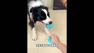 Dog Pull Creative Toy pets cat cute animals [upl. by Studdard]