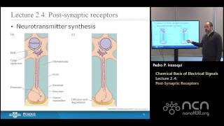 nanoHUBU Bioelectricity L24 Chemical Basis  PostSynaptic Receptors [upl. by Hansen412]