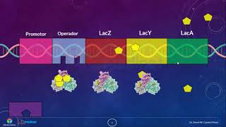 🔴 9 SIMULACIÓN del Operón LAC en BACTERIAS 🧬 ▶ BIOLOGIA MOLECULAR [upl. by Aubert255]