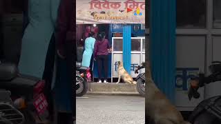 Very nice video is dog new short video reels pyari si dog 64 corror view s [upl. by Nitsyrc]