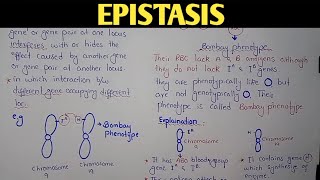 Epistasis Genetics  Bombay Phenotype  Class 12 Biology [upl. by Leachim709]