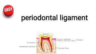 periodontal ligament [upl. by Edyaw]