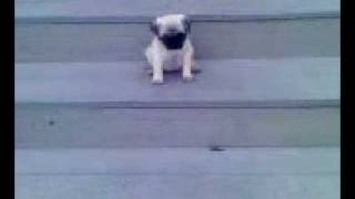 Dog falls down stairs [upl. by Beekman]