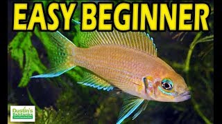 EASY BEGINNER CICHLIDS Species Sunday [upl. by God]