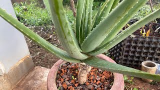 Aloe Vera plant care [upl. by Lau514]