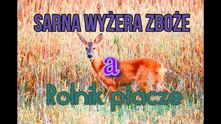 SARNA EUROPEJSKA WYŻERA ZBOŻEanimals nature Lucek1966 [upl. by Sholom358]