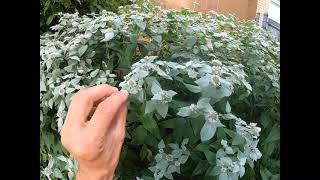 Mountain Mint Pycnanthemum muticum [upl. by Varin]