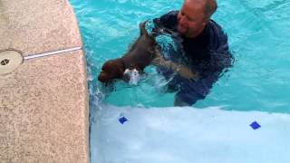 Chocolate Labrador Retriever Swimming in the big pool 6 weeks old [upl. by Fougere307]