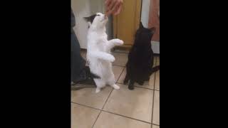 Treat kitties cats cutecats funnycats [upl. by Elik]