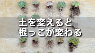 【多肉植物】10種類の土で4ヵ月育成した結果報告！根張りをよくするヒントが＃多肉＃多肉植物＃多肉の育て方 [upl. by Ayotna]